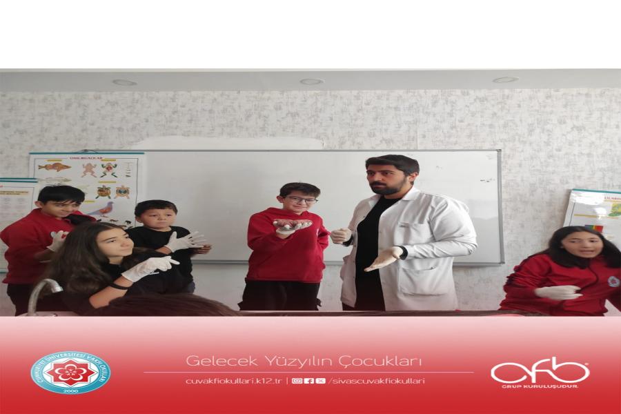 6.sınıflarımız ile Maarif Model çerçevesinde Canlılarda Sistemler Ünitesinin Denetleyici ve Düzenleyici Sistemler kısmında , Merkezi Sinir Sistemi organları (Beyin , Beyincik , Omurilik ve Omurilik Soğanı) diseksiyonu yapılarak öğrencilerimiz ile incelendi.