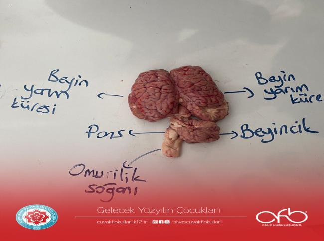 11. Sınıf öğrencilerimiz Biyoloji dersinde görseli
